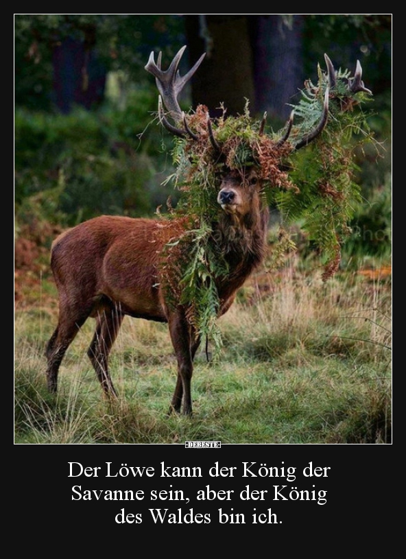 Der Löwe kann der König der Savanne sein, aber der König.. - Lustige Bilder | DEBESTE.de