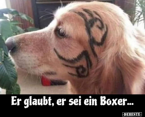 Er glaubt, er sei ein Boxer... - Lustige Bilder | DEBESTE.de