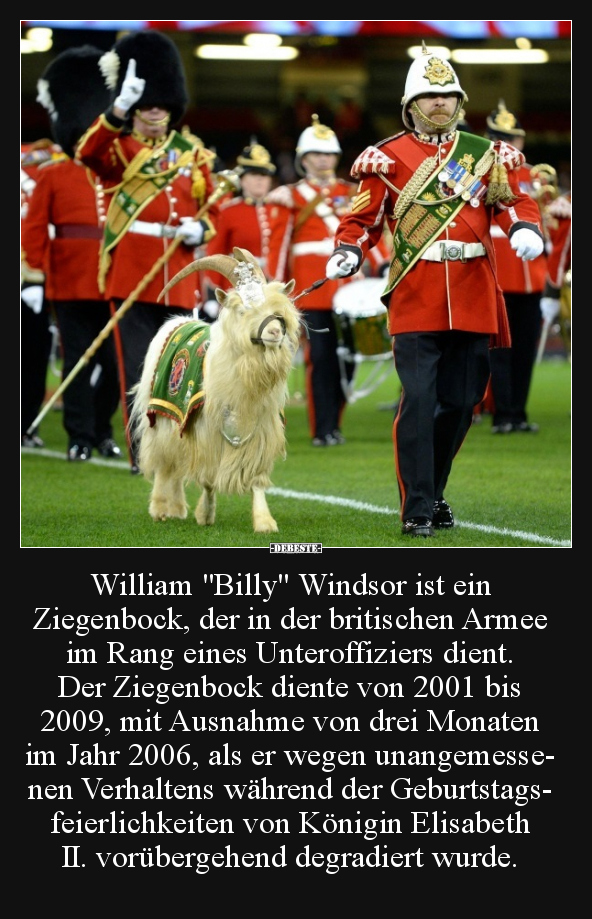 William "Billy" Windsor ist ein Ziegenbock, der in der.. - Lustige Bilder | DEBESTE.de