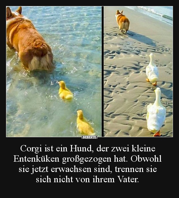 Corgi ist ein Hund, der zwei kleine  Entenküken großgezogen hat.. - Lustige Bilder | DEBESTE.de