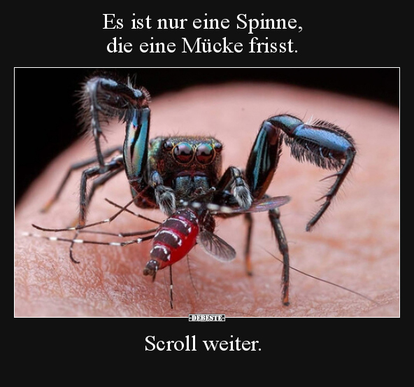 Es ist nur eine Spinne, die eine Mücke frisst.. - Lustige Bilder | DEBESTE.de