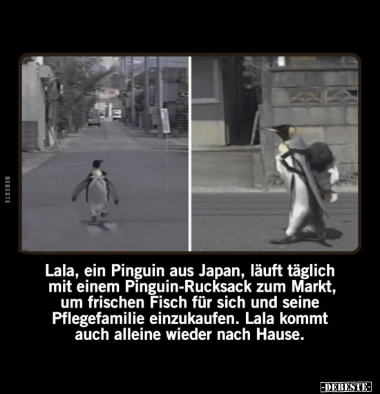 Lala, ein Pinguin aus Japan, läuft täglich mit einem.. - Lustige Bilder | DEBESTE.de
