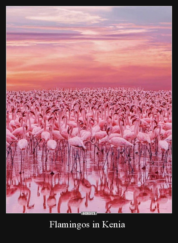 Flamingos in Kenia.. - Lustige Bilder | DEBESTE.de