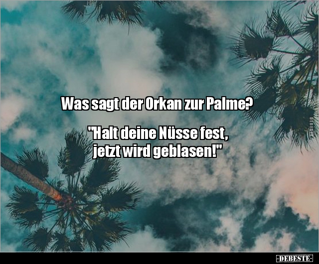 Was sagt der Orkan zur Palme? "Halt deine Nüsse fest.." - Lustige Bilder | DEBESTE.de