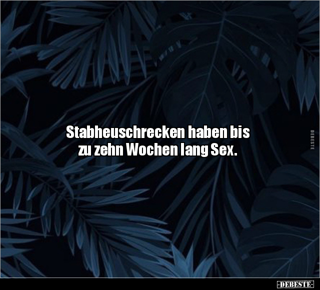 Stabheuschrecken haben bis zu zehn Wochen lang S*ex... - Lustige Bilder | DEBESTE.de