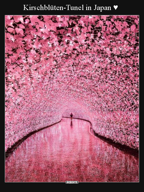 Kirschblüten-Tunel in Japan ♥.. - Lustige Bilder | DEBESTE.de