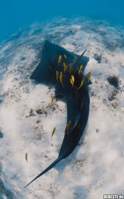 Schöner Hai - Lustige Bilder | DEBESTE.de