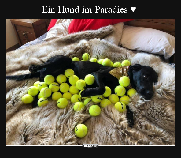 Ein Hund im Paradies ♥.. - Lustige Bilder | DEBESTE.de