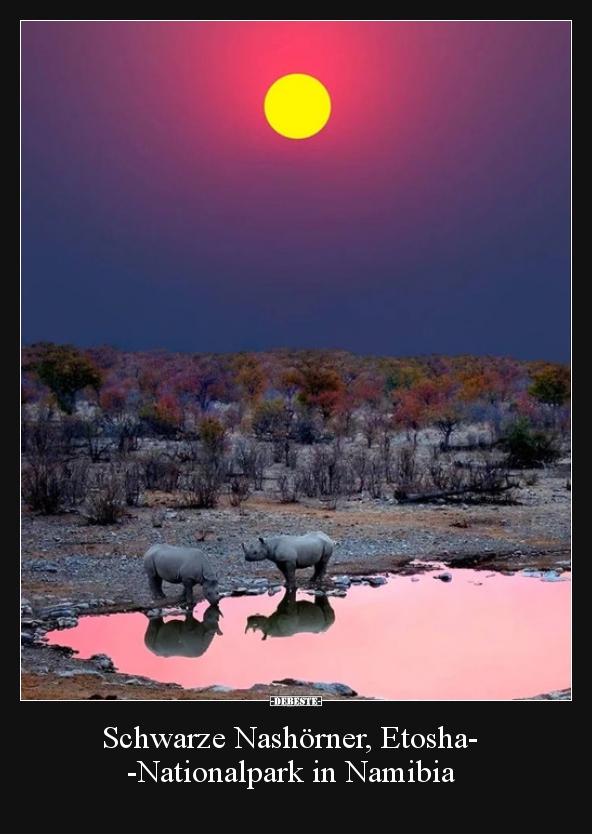 Schwarze Nashörner, Etosha-Nationalpark in Namibia.. - Lustige Bilder | DEBESTE.de