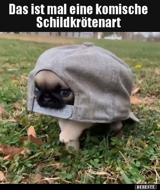 Das ist mal eine komische Schildkrötenart.. - Lustige Bilder | DEBESTE.de
