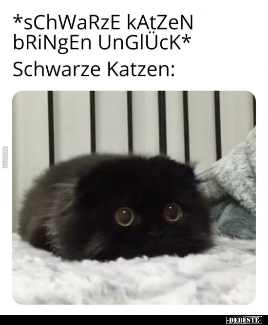 Schwarze Katzen bringen Unglück.. - Lustige Bilder | DEBESTE.de