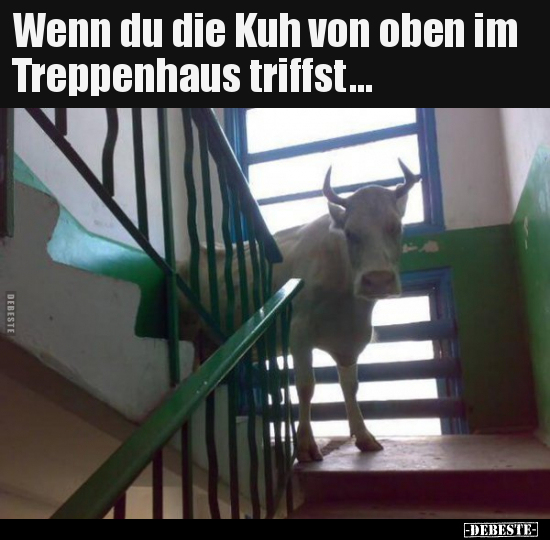 Wenn du die Kuh von oben im Treppenhaus triffst... - Lustige Bilder | DEBESTE.de