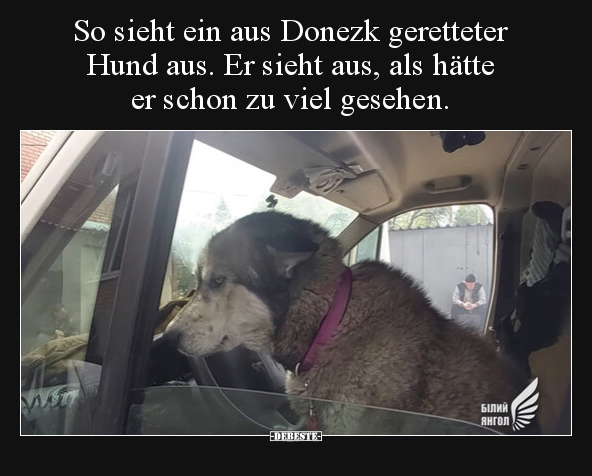So sieht ein aus Donezk geretteter Hund aus. Er sieht aus.. - Lustige Bilder | DEBESTE.de