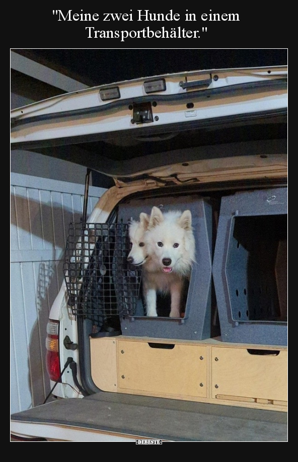 "Meine zwei Hunde in einem Transportbehälter.".. - Lustige Bilder | DEBESTE.de