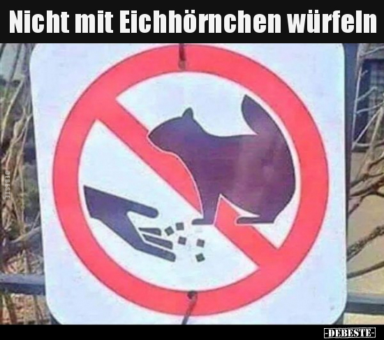 Nicht mit Eichhörnchen würfeln.. - Lustige Bilder | DEBESTE.de