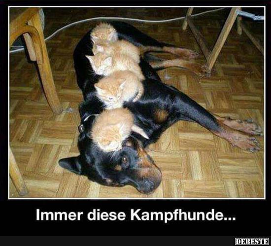 Immer diese Kampfhunde.. - Lustige Bilder | DEBESTE.de