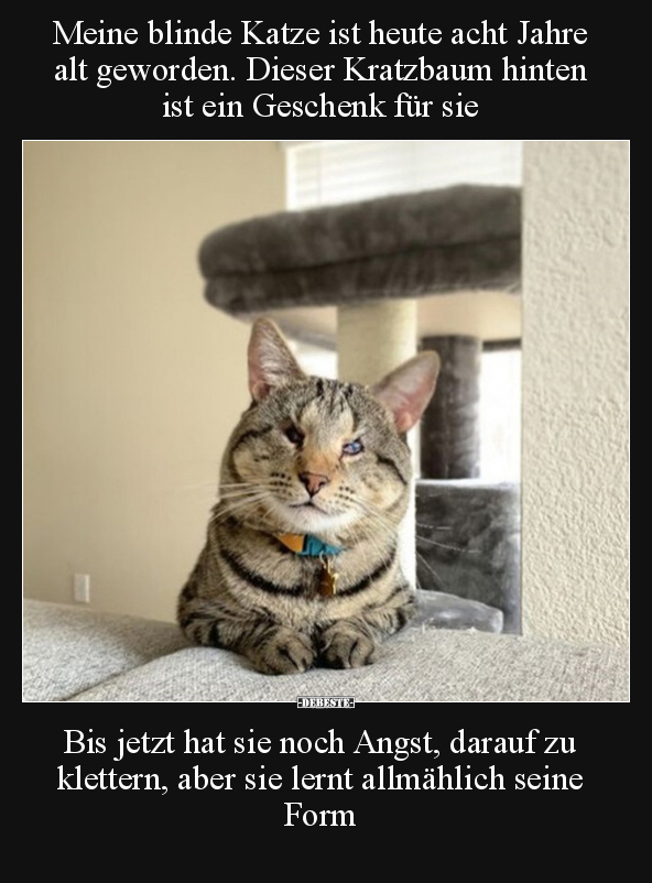 Meine blinde Katze ist heute acht Jahre alt geworden... - Lustige Bilder | DEBESTE.de
