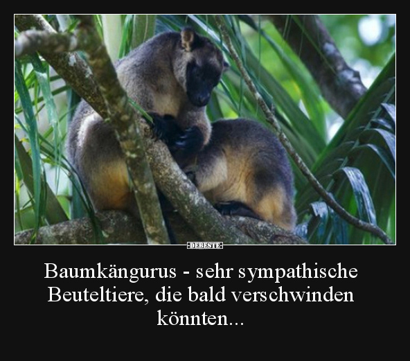 Baumkängurus - sehr sympathische Beuteltiere, die bald.. - Lustige Bilder | DEBESTE.de