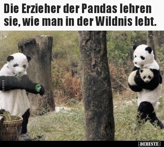 Die Erzieher der Pandas lehren sie, wie man in der Wildnis.. - Lustige Bilder | DEBESTE.de