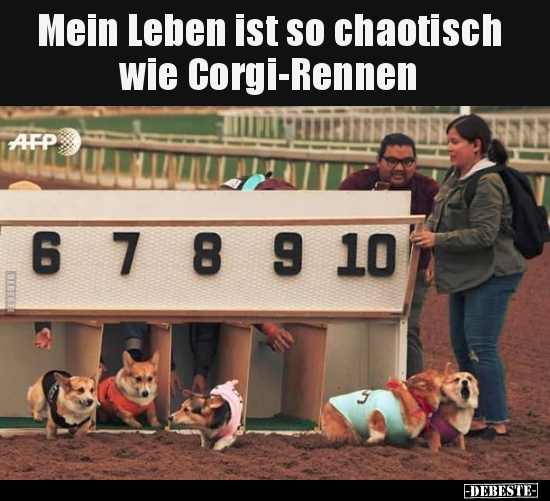 Mein Leben ist so chaotisch wie Corgi-Rennen.. - Lustige Bilder | DEBESTE.de