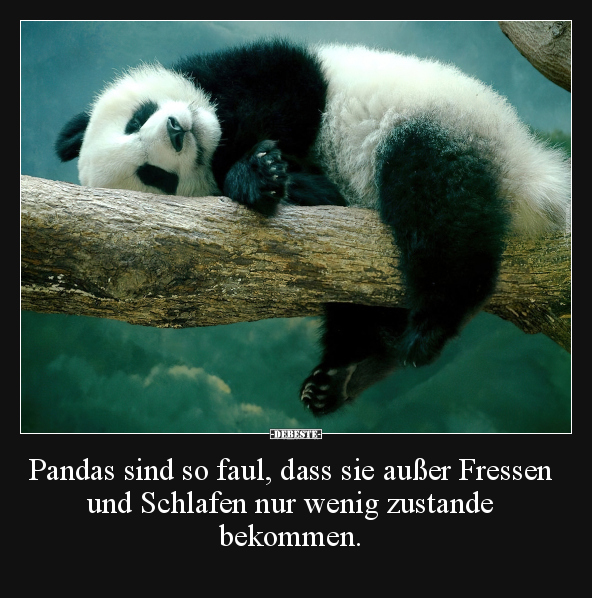 Pandas sind so faul, dass sie außer Fressen und Schlafen.. - Lustige Bilder | DEBESTE.de
