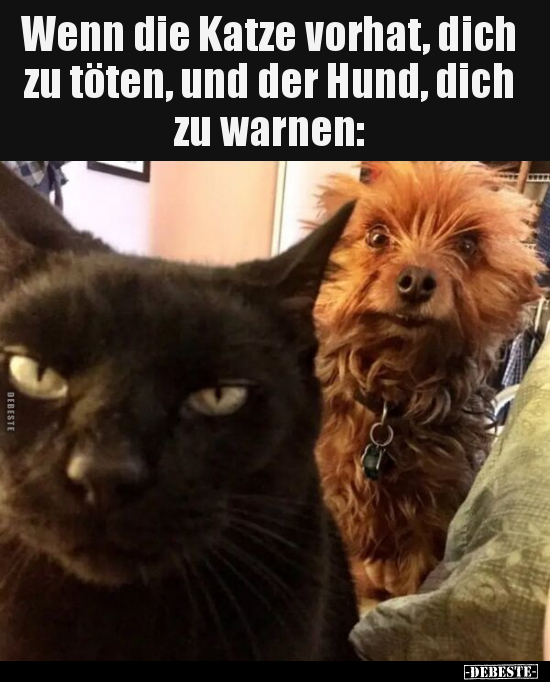 Wenn die Katze vorhat, dich zu töten, und der Hund, dich zu.. - Lustige Bilder | DEBESTE.de