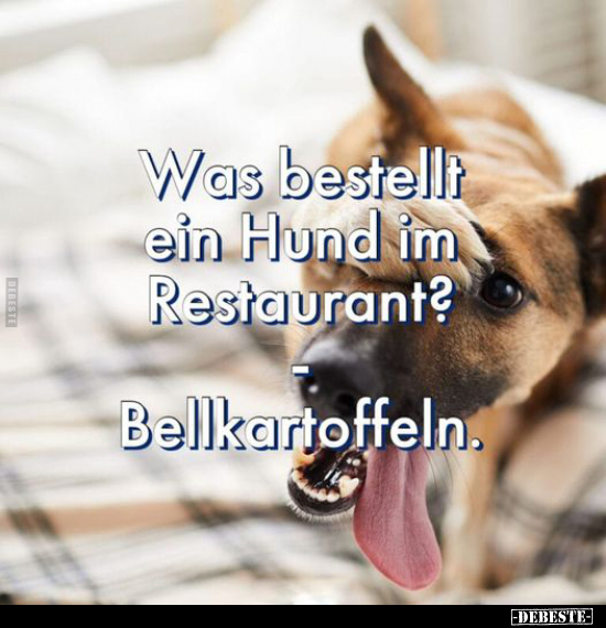 Was bestellt ein Hund im Restaurant? Bellkartoffeln... - Lustige Bilder | DEBESTE.de