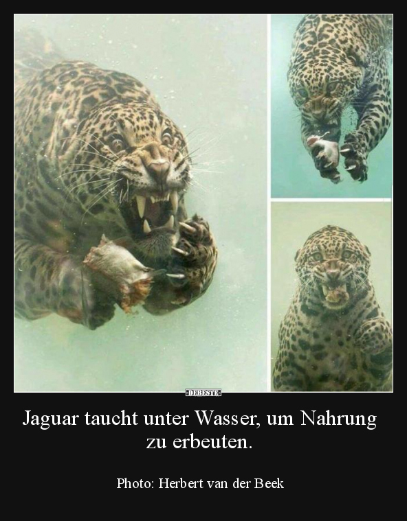 Jaguar taucht unter Wasser, um Nahrung zu erbeuten... - Lustige Bilder | DEBESTE.de