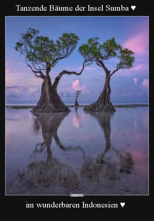 Tanzende Bäume der Insel Sumba ♥ im wunderbaren Indonesien.. - Lustige Bilder | DEBESTE.de