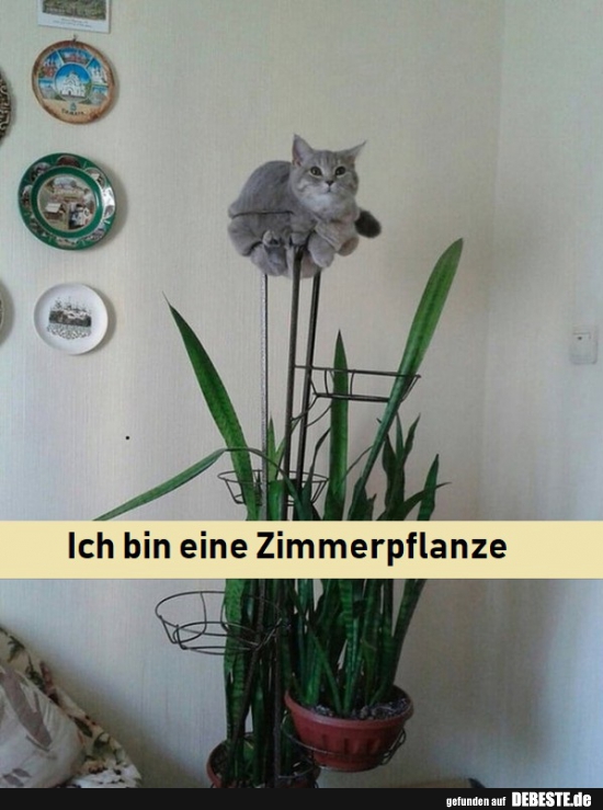 Ich bin eine Zimmerpflanze - Lustige Bilder | DEBESTE.de