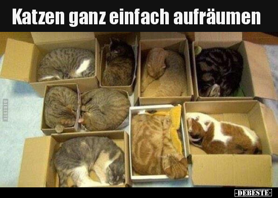 Katzen ganz einfach aufräumen.. - Lustige Bilder | DEBESTE.de