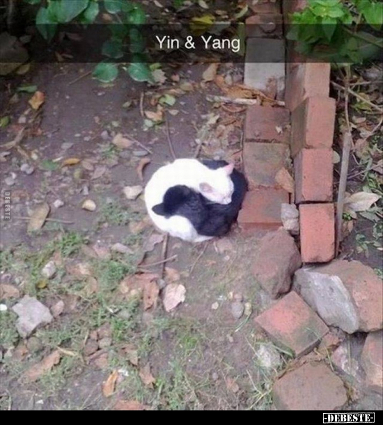 Yin & Yang.. - Lustige Bilder | DEBESTE.de
