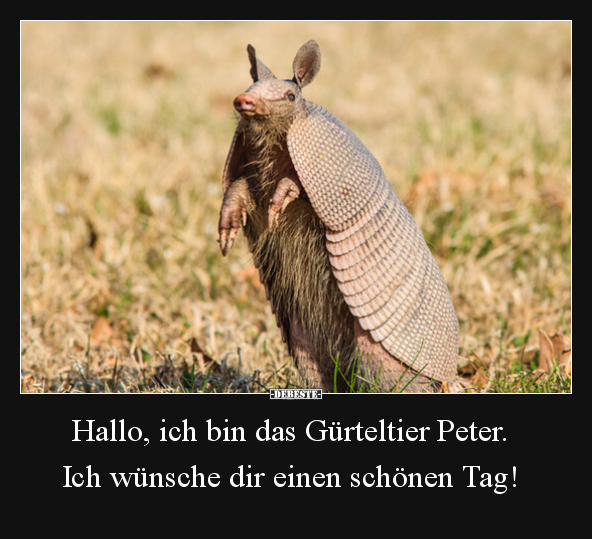 Hallo, ich bin das Gürteltier Peter. Ich wünsche dir.. - Lustige Bilder | DEBESTE.de