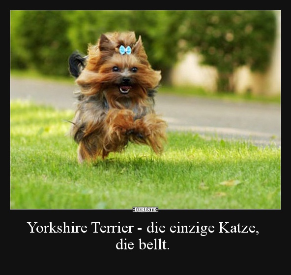 Yorkshire Terrier - die einzige Katze, die bellt. - Lustige Bilder | DEBESTE.de