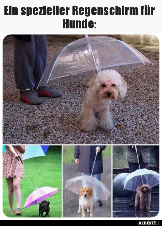 Ein spezieller Regenschirm für Hunde.. - Lustige Bilder | DEBESTE.de