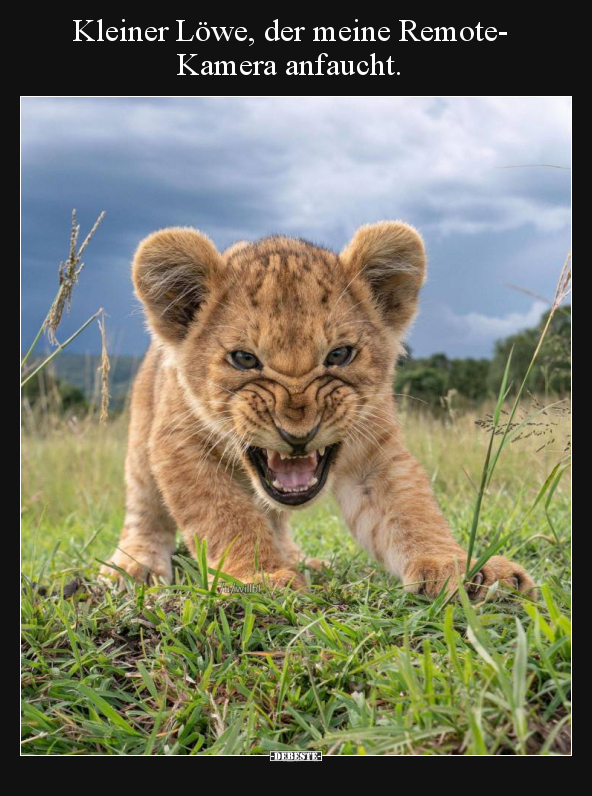 Kleiner Löwe, der meine Remote-Kamera anfaucht... - Lustige Bilder | DEBESTE.de