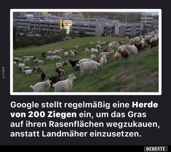 Google stellt regelmäßig eine Herde von 200 Ziegen ein, um.. - Lustige Bilder | DEBESTE.de