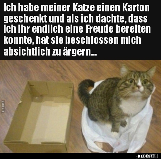 Ich habe meiner Katze einen Karton geschenkt und als ich.. - Lustige Bilder | DEBESTE.de