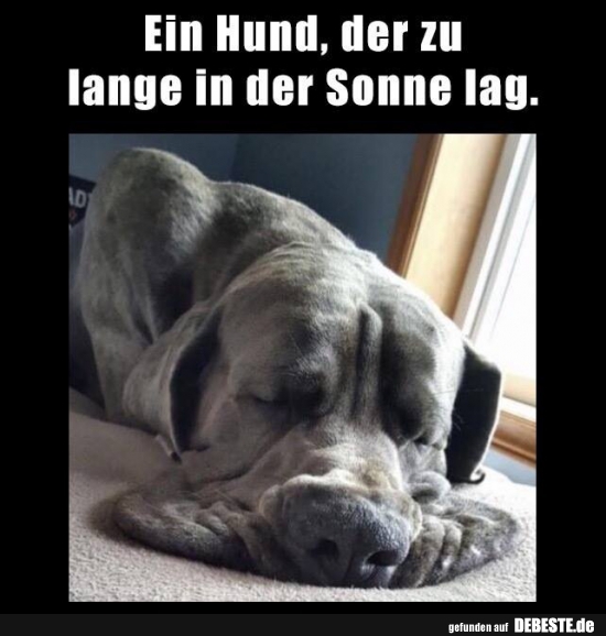 Ein Hund, der zu lange in der Sonne lag. - Lustige Bilder | DEBESTE.de