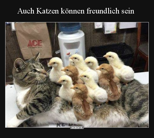 Auch Katzen können freundlich sein.. - Lustige Bilder | DEBESTE.de