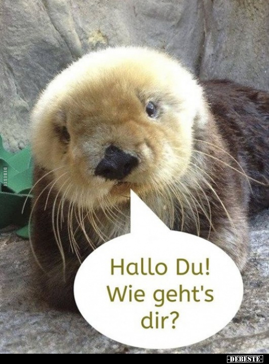 Hallo Du! Wie geht's dir?.. - Lustige Bilder | DEBESTE.de
