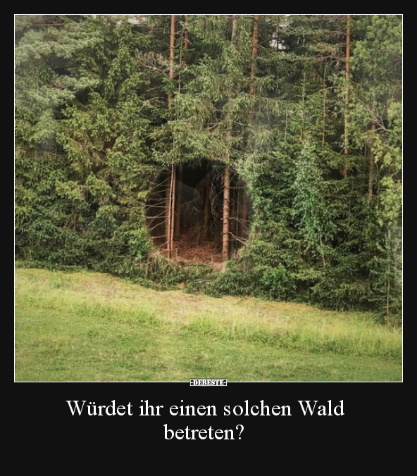 Würdet ihr einen solchen Wald betreten?.. - Lustige Bilder | DEBESTE.de