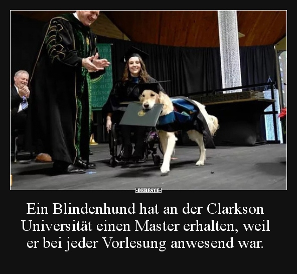 Ein Blindenhund hat an der Clarkson Universität einen.. - Lustige Bilder | DEBESTE.de