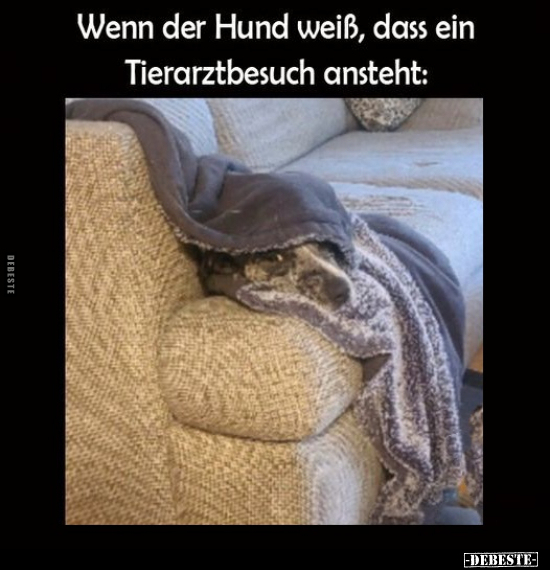 Wenn der Hund weiß, dass ein Tierarztbesuch ansteht.. - Lustige Bilder | DEBESTE.de