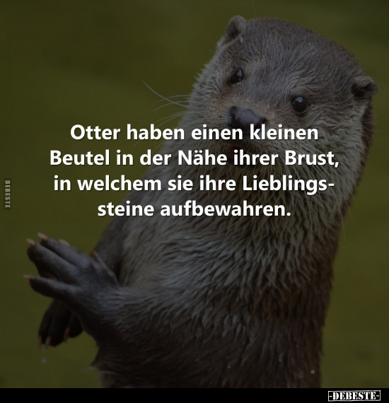 Otter haben einen kleinen Beutel in der Nähe ihrer Brust.. - Lustige Bilder | DEBESTE.de