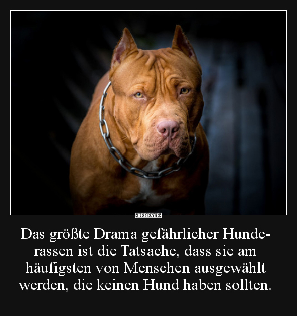 Das größte Drama gefährlicher Hunderassen ist die.. - Lustige Bilder | DEBESTE.de