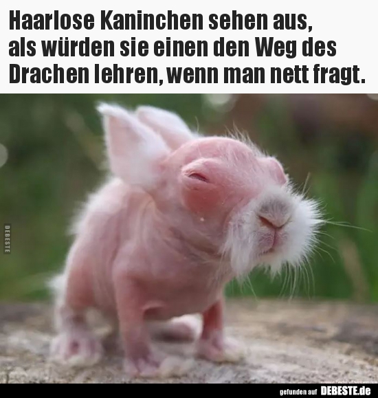 Haarlose Kaninchen sehen aus, als würden sie einen den Weg.. - Lustige Bilder | DEBESTE.de