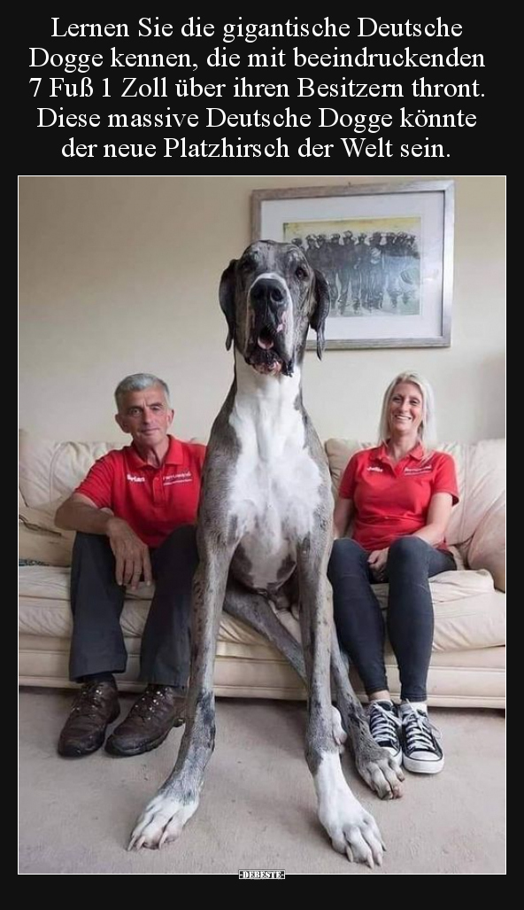 Lernen Sie die gigantische Deutsche Dogge kennen, die mit.. - Lustige Bilder | DEBESTE.de