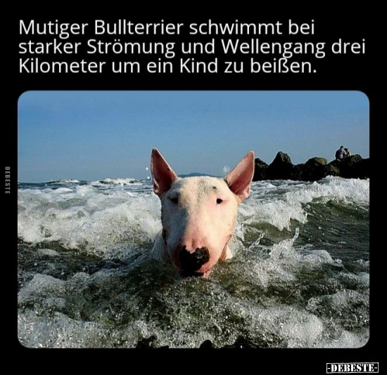 Mutiger Bullterrier schwimmt bei starker Strömung und.. - Lustige Bilder | DEBESTE.de