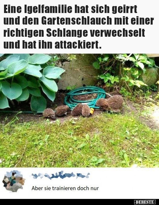 Eine Igelfamilie hat sich geirrt und den Gartenschlauch mit.. - Lustige Bilder | DEBESTE.de